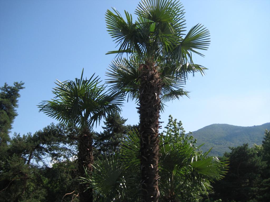 Lake Maggiore Villa Margherita المظهر الخارجي الصورة